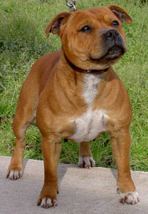 Staffordshire-bull-terrier-ppp